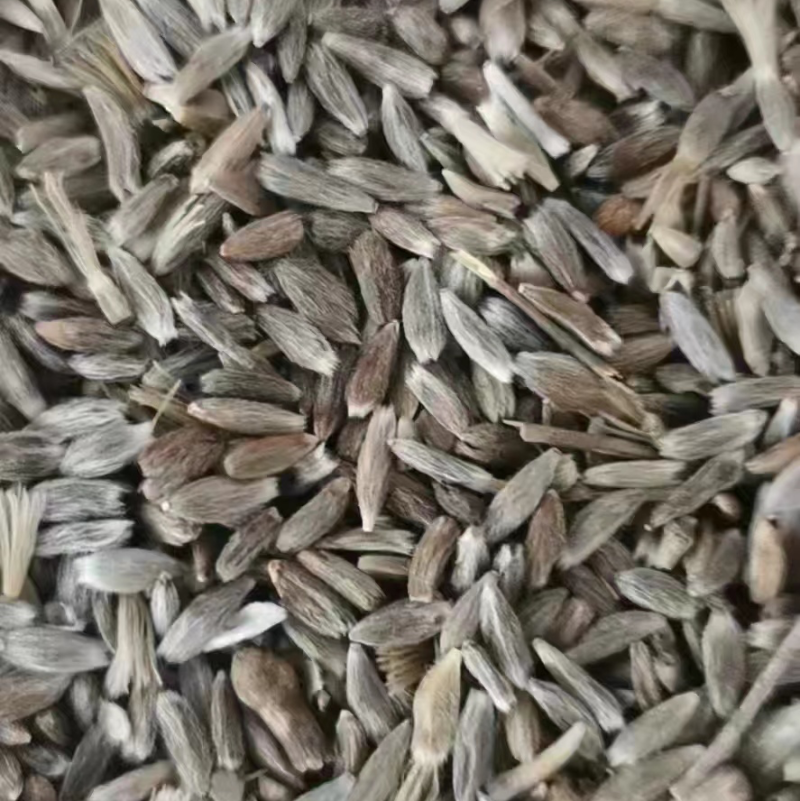 优质白术籽、发芽🌱率高、量大从优、免费提供技术支持