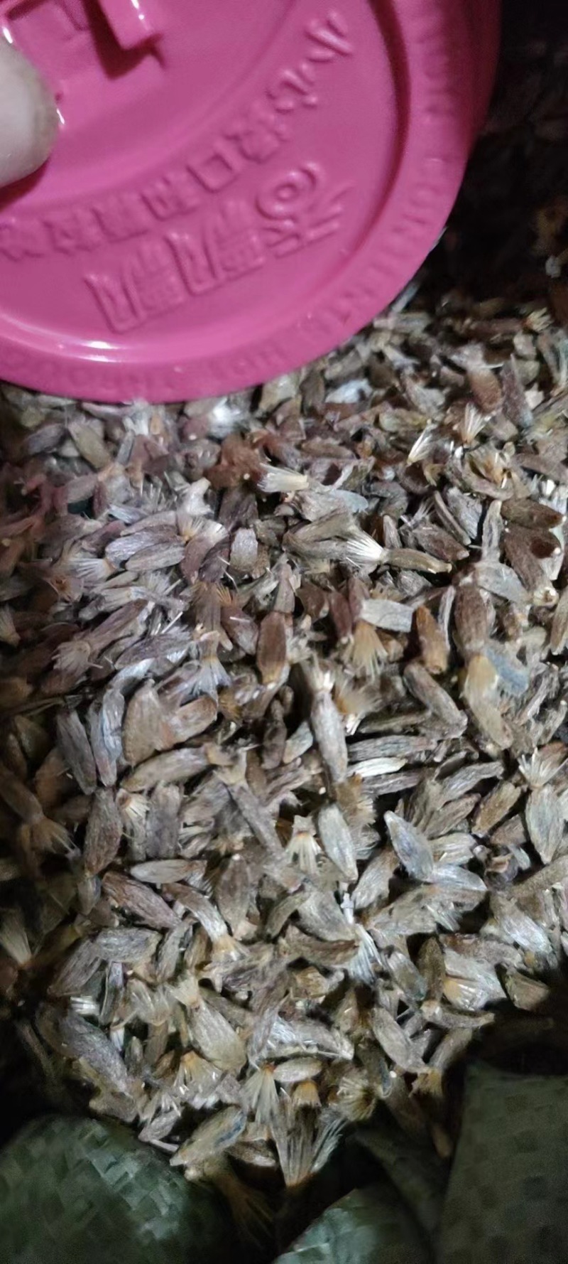 优质白术籽、发芽🌱率高、量大从优、免费提供技术支持