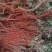 改良丹参苗、成活率高、量大从优、一手货源