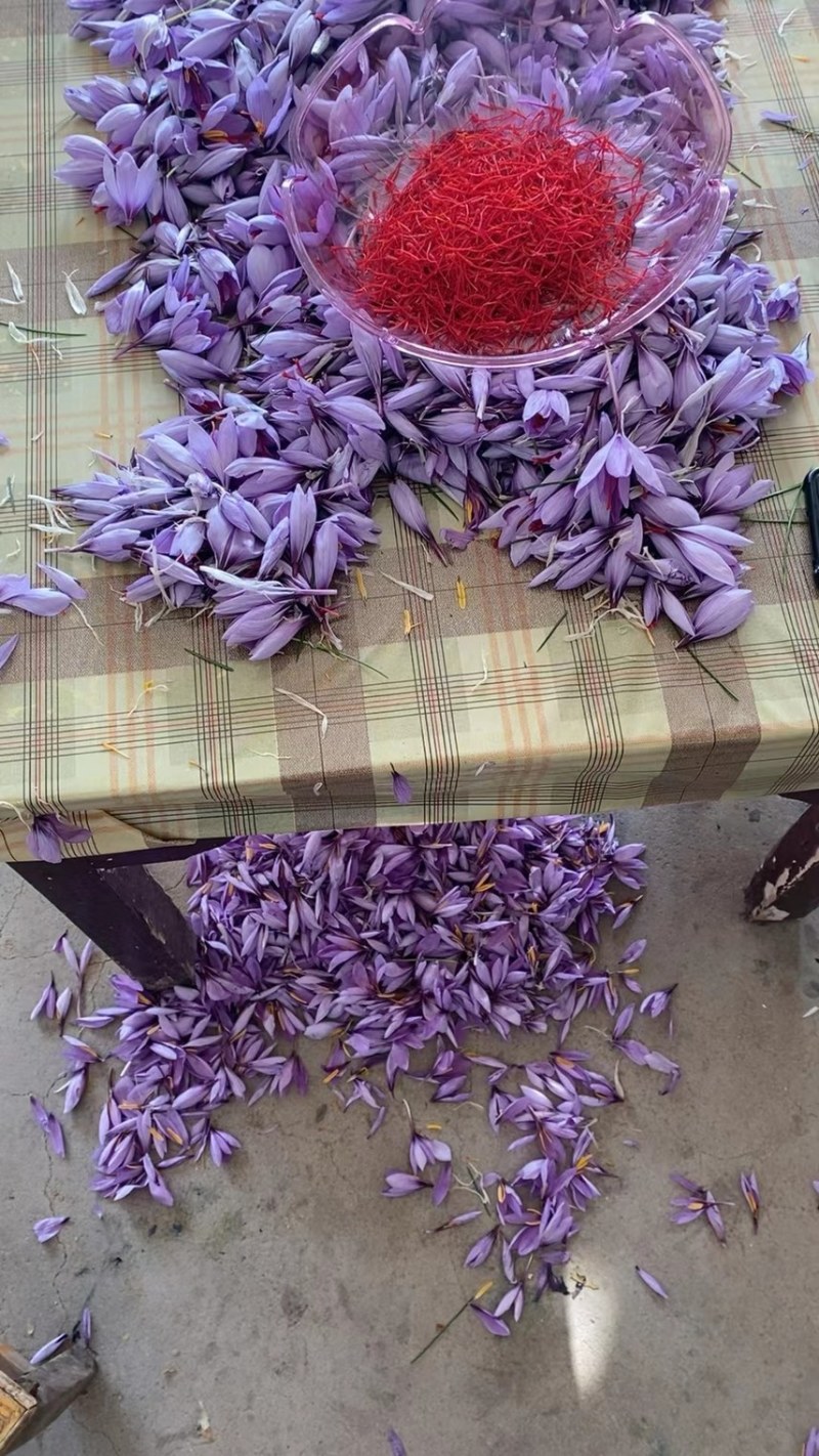 藏红花种球、基地直供自产自销量大从优免费提供技术指导