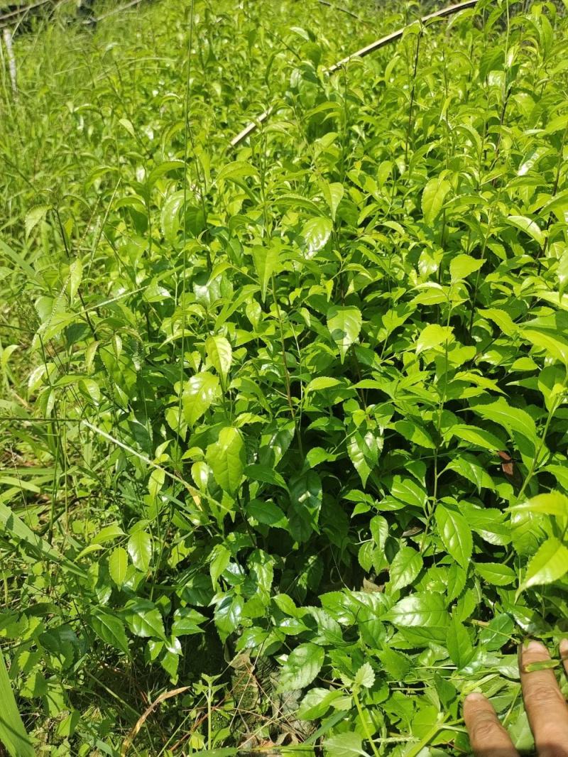 岗梅苗