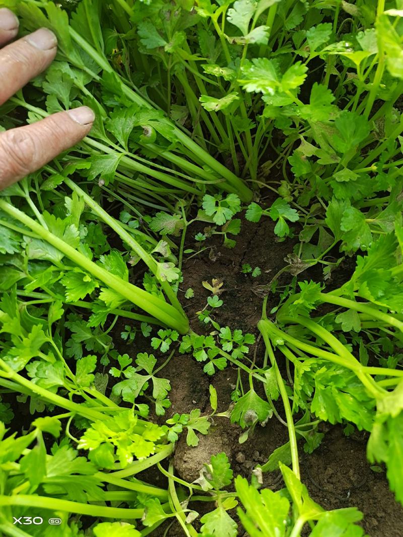 法国皇后芹菜苗，全国发货、诚信经营，包成活率、保质量
