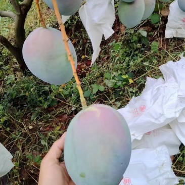 攀枝花凯特芒果