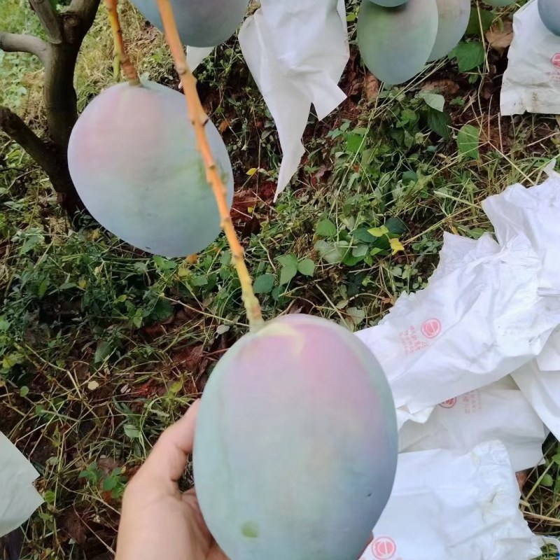 攀枝花凯特芒果