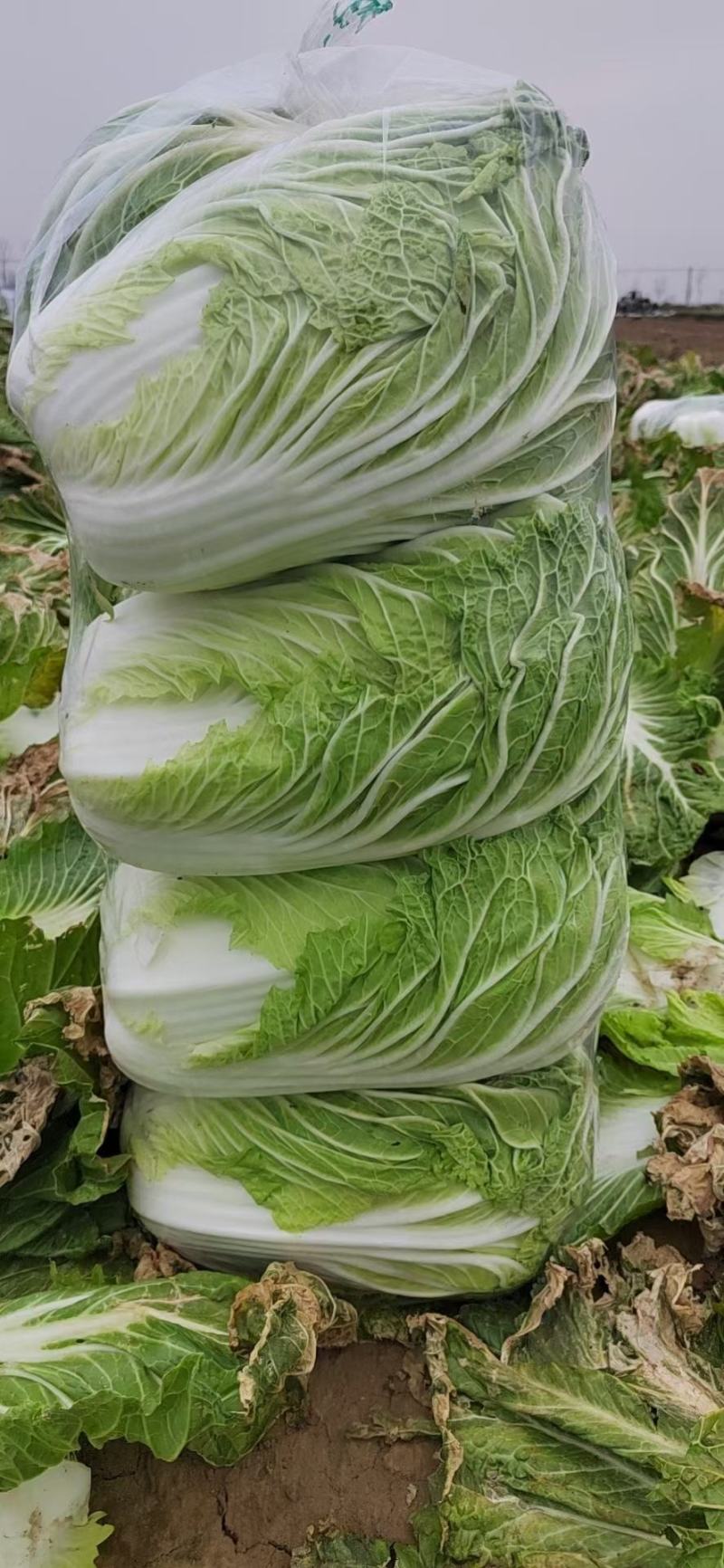 白菜青杂三号净菜耐运输5-67斤诚信商家万亩基地发全国
