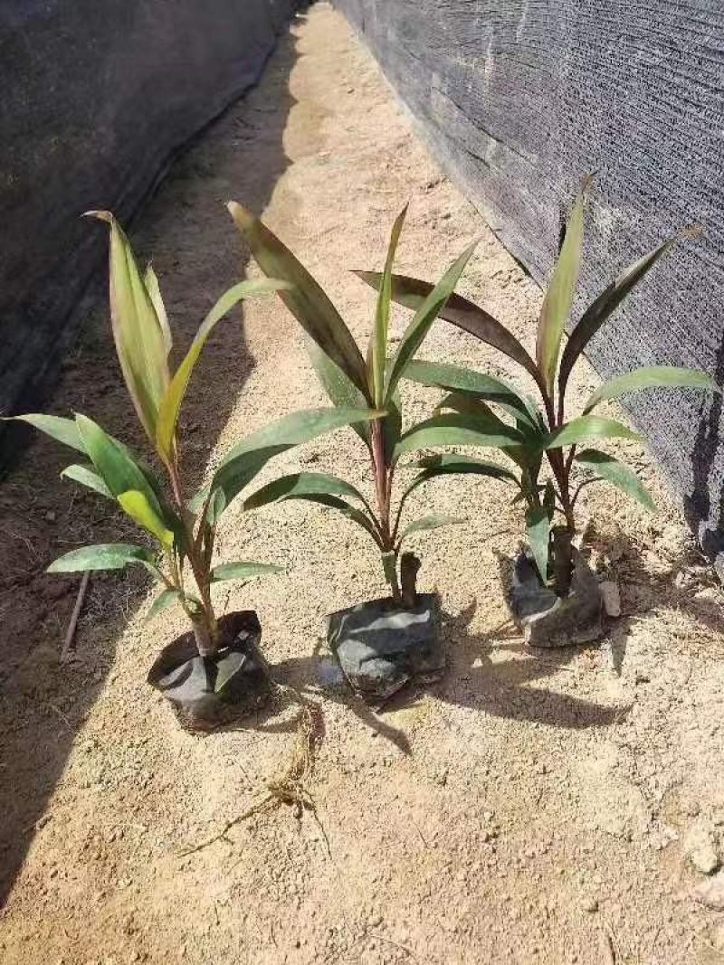 朱蕉/福建漳州朱蕉苗场供应，各类地被苗绿化苗欢迎采购