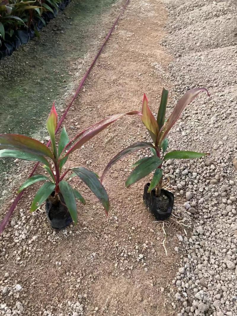 朱蕉/福建漳州朱蕉苗场供应，各类地被苗绿化苗欢迎采购