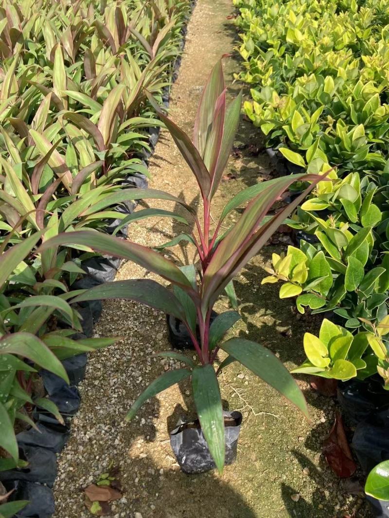朱蕉/福建漳州朱蕉苗场供应，各类地被苗绿化苗欢迎采购