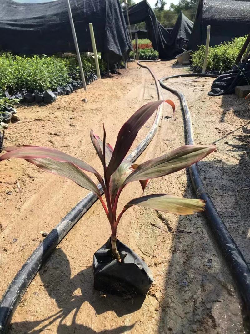朱蕉/福建漳州朱蕉苗场供应，各类地被苗绿化苗欢迎采购
