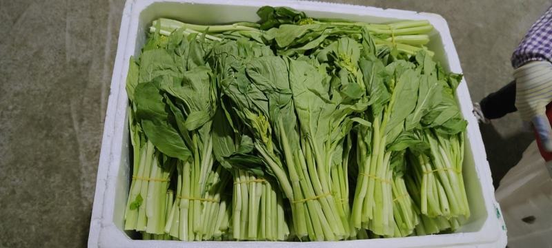 白菜苔