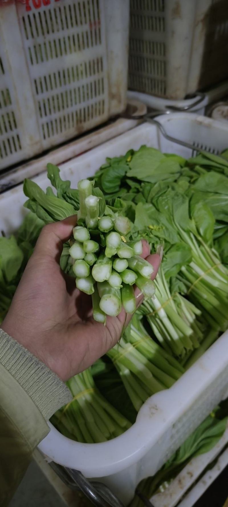 白菜苔