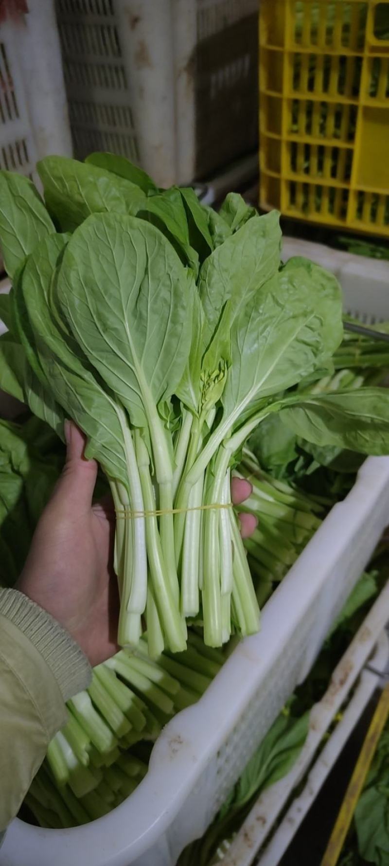 白菜苔