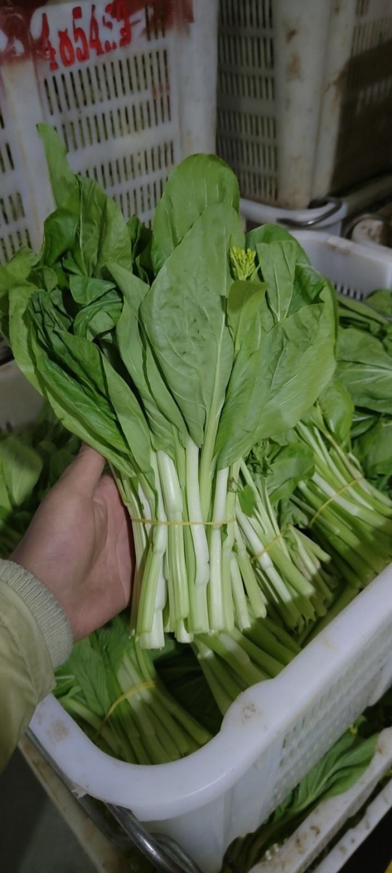 白菜苔