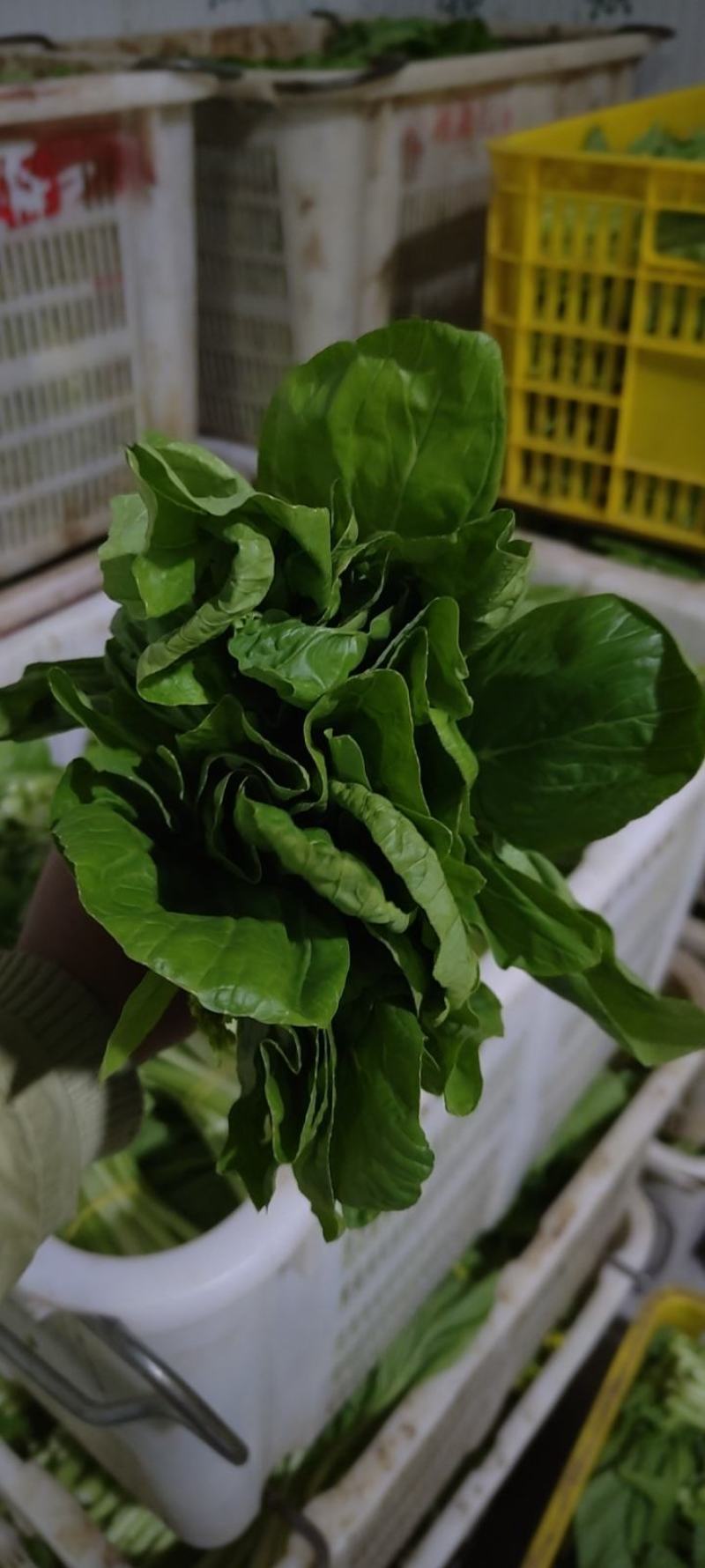 白菜苔