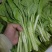 白菜苔