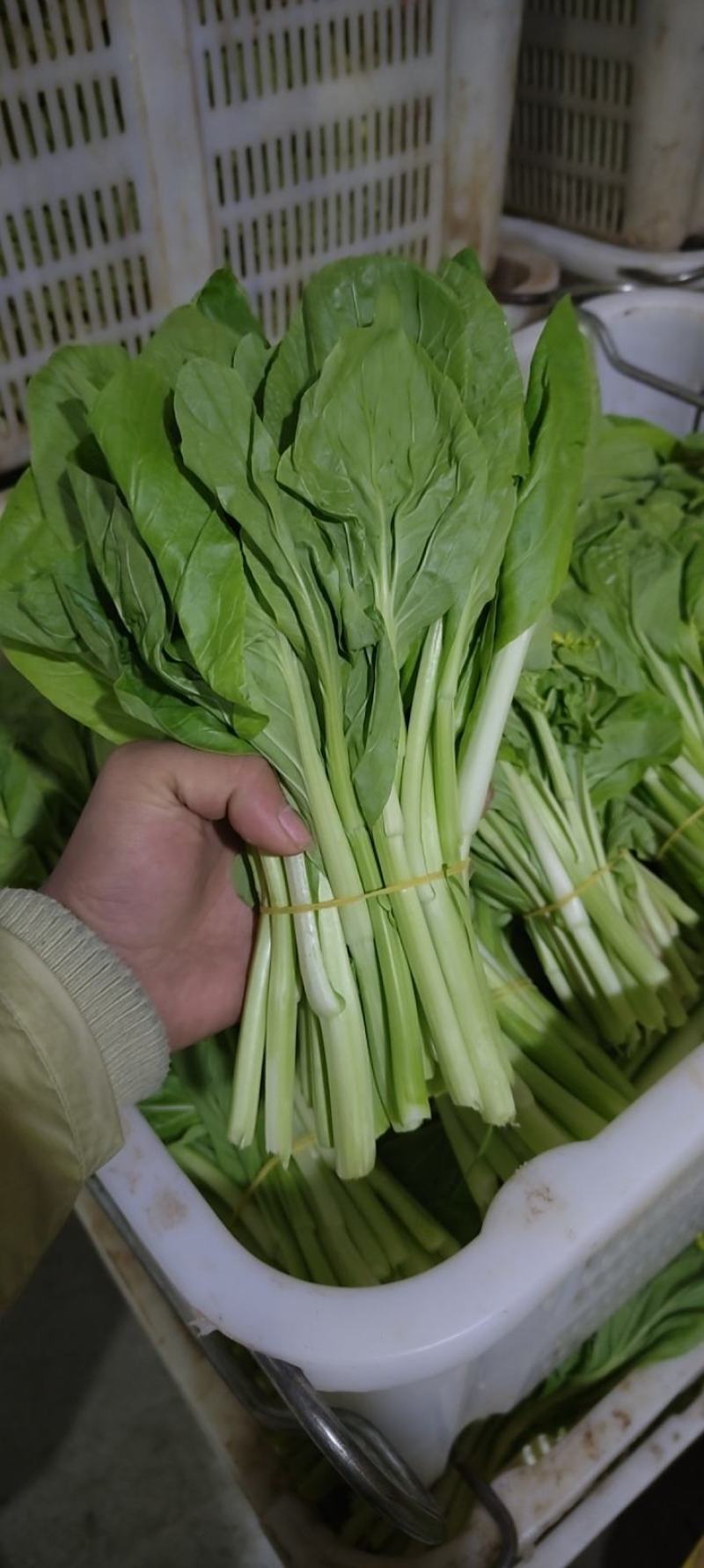 白菜苔