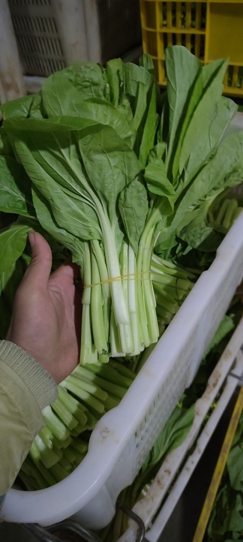 白菜苔