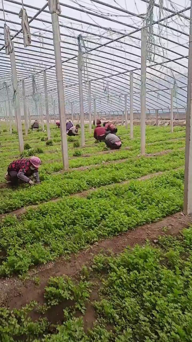 法国皇后芹菜苗，全国发货、诚信经营，包成活率、包质量。