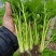 法国皇后芹菜苗，全国发货、诚信经营，包成活率、包质量。