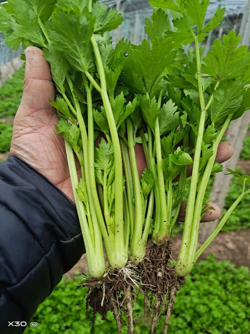 法国皇后芹菜苗，全国发货、诚信经营，包成活率、包质量。