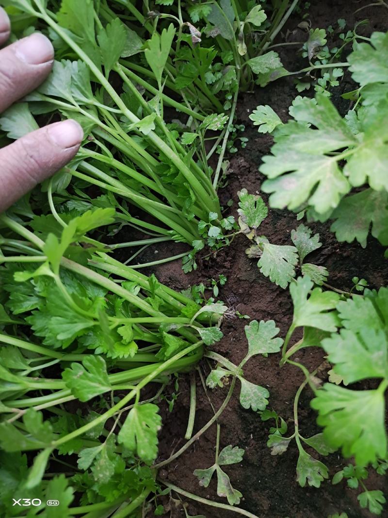 法国皇后芹菜苗，全国发货、诚信经营，包成活率、包质量。