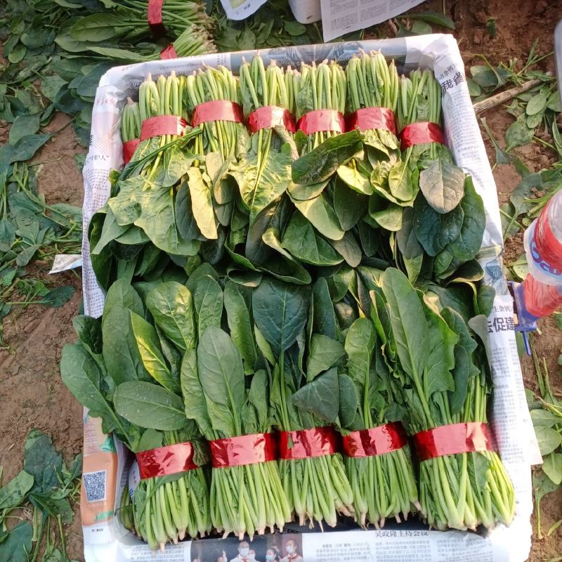 精品小把菠菜，长期供应，无公害产品，有需要的一亩联系我，