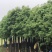 大量供应6-15公分香樟