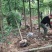 大量供应6-15公分香樟