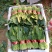 精品小把菠菜，长期供应，无公害产品，有需要的一亩联系我，