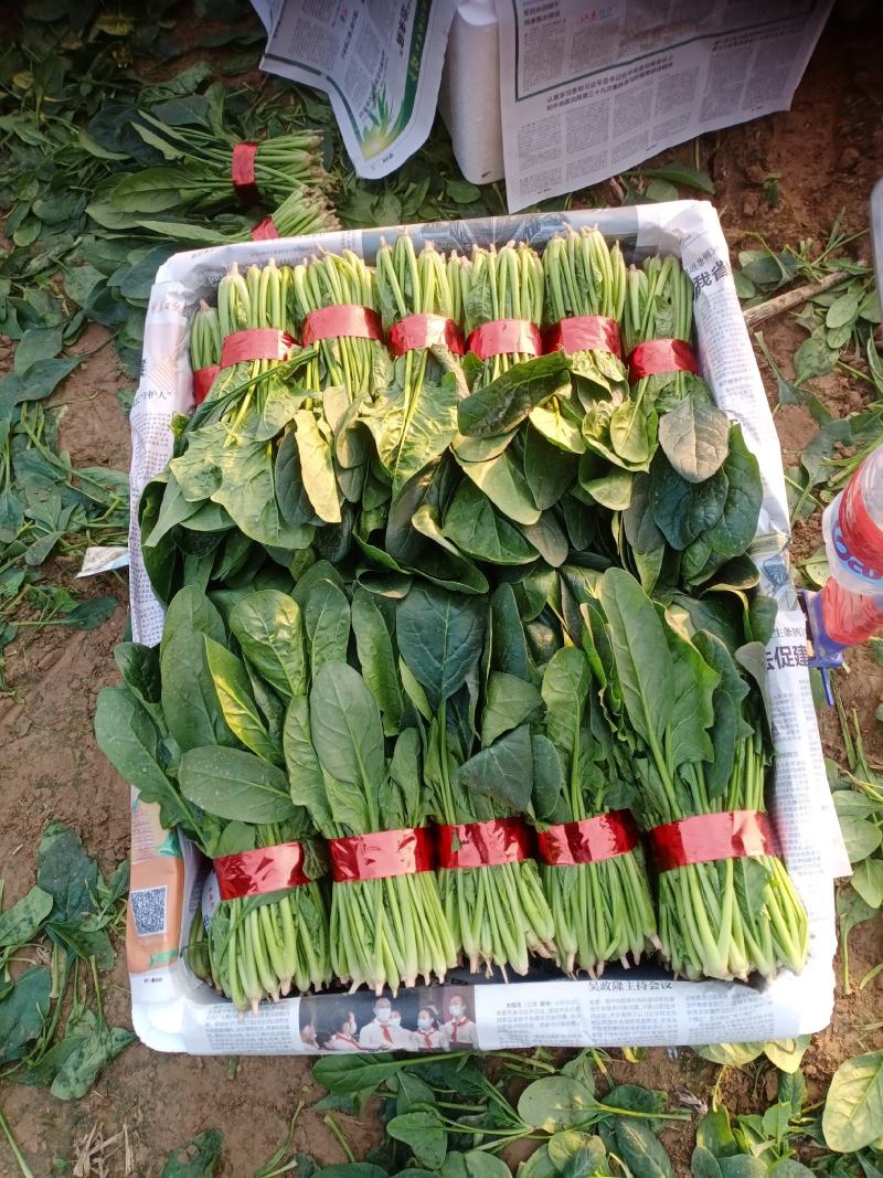 精品小把菠菜，长期供应，无公害产品，有需要的一亩联系我，