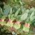 精品小把菠菜，长期供应，无公害产品，有需要的一亩联系我，