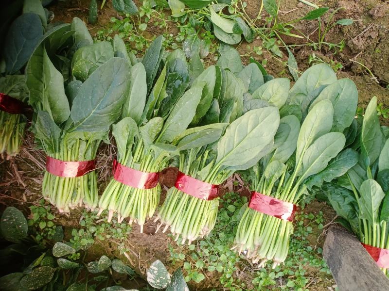 精品小把菠菜，长期供应，无公害产品，有需要的一亩联系我，