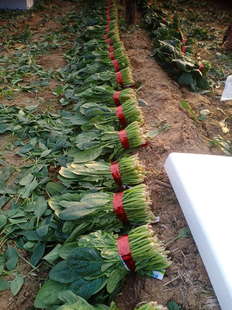 精品小把菠菜，长期供应，无公害产品，有需要的一亩联系我，