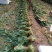 精品小把菠菜，长期供应，无公害产品，有需要的一亩联系我，