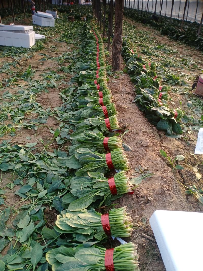 精品小把菠菜，长期供应，无公害产品，有需要的一亩联系我，