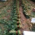 精品小把菠菜，长期供应，无公害产品，有需要的一亩联系我，