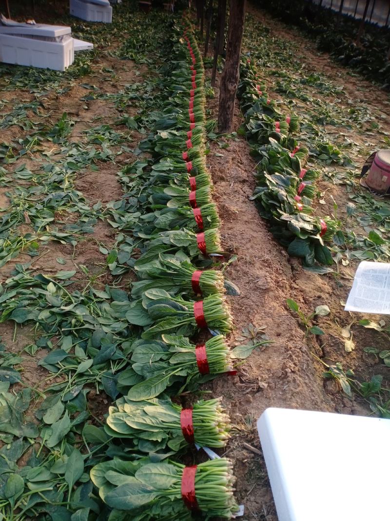 精品小把菠菜，长期供应，无公害产品，有需要的一亩联系我，