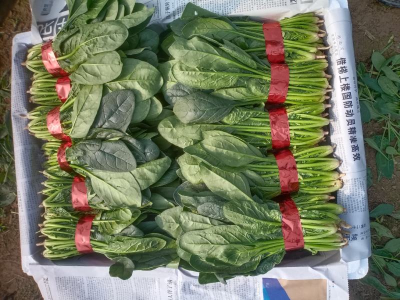 精品小把菠菜，长期供应，无公害产品，有需要的一亩联系我，