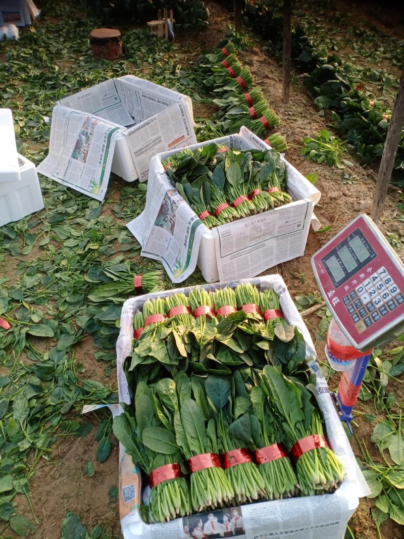 精品小把菠菜，长期供应，无公害产品，有需要的一亩联系我，
