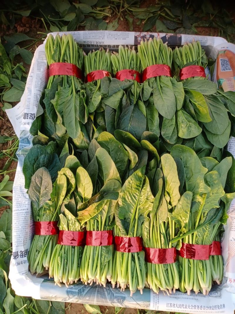 精品小把菠菜，长期供应，无公害产品，有需要的一亩联系我，