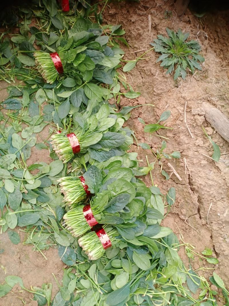 精品小把菠菜，长期供应，无公害产品，有需要的一亩联系我，