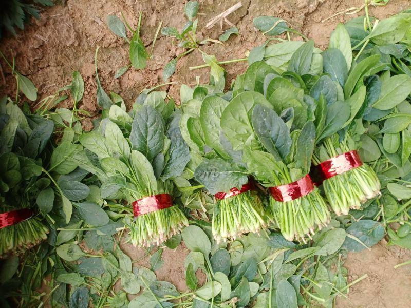 精品小把菠菜，长期供应，无公害产品，有需要的一亩联系我，