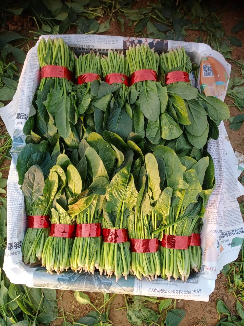 精品小把菠菜，长期供应，无公害产品，有需要的一亩联系我，