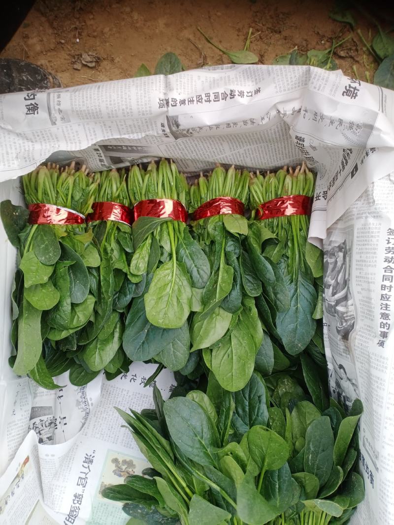 精品小把菠菜，长期供应，无公害产品，有需要的一亩联系我，