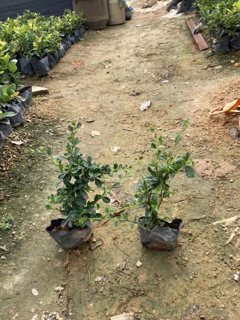 福建漳州福建茶苗场地供应品类多样量大从优欢迎采购