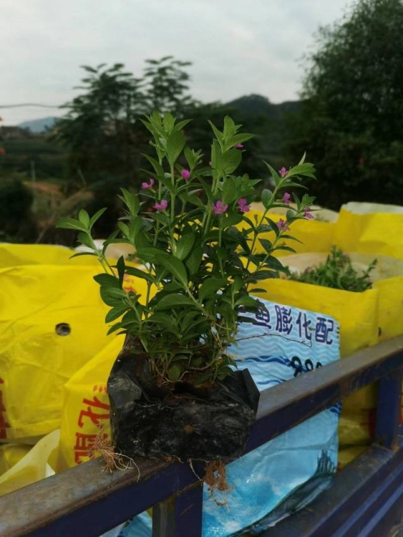 满天星福建漳州场地供应品类多样量大从优欢迎采购