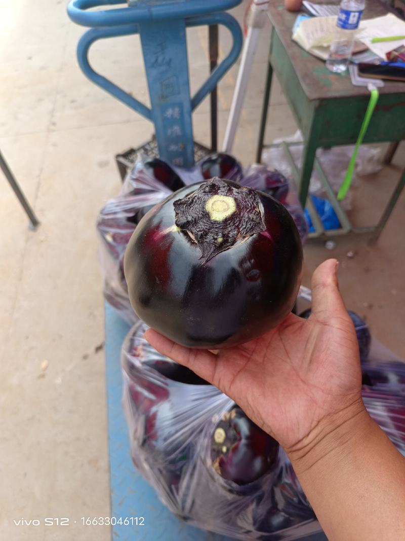 河北邯郸圆茄大量上市，对接超市平台电商，大量现货，货源充