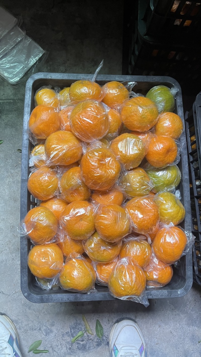 湖南湘西椪柑储存果，果形扁圆，果皮干净，个头大，价格便宜