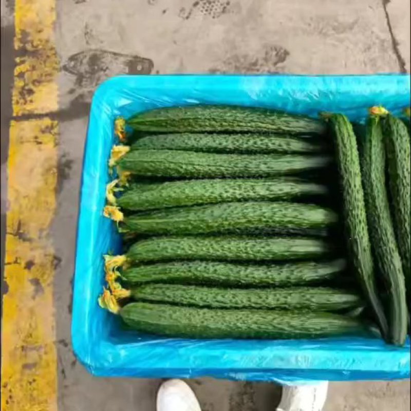 河北邯郸，大量供应水果黄瓜精品黄瓜，现摘现发，电商，超市