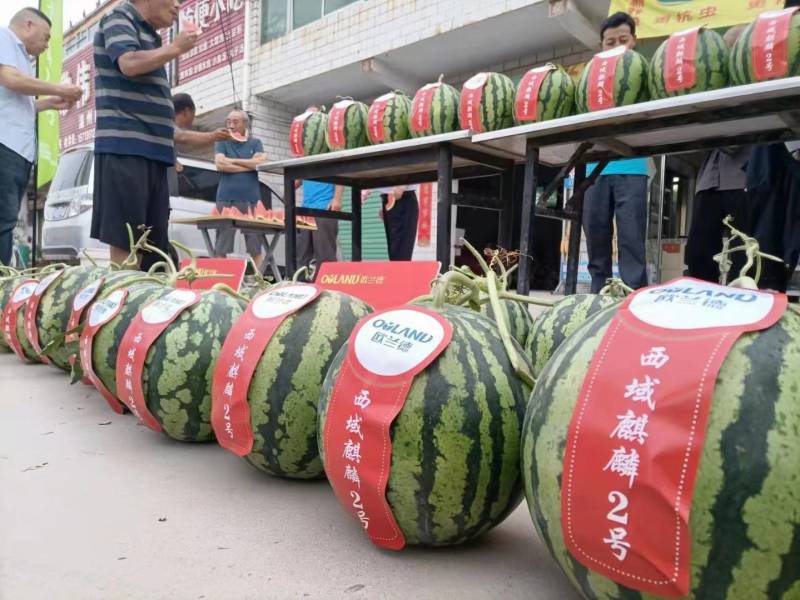 西域麒麟2号西瓜种子籽欧兰德超美都8424麒麟西瓜种子